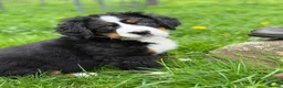 Bernese Mountain Dog dogs for sale: KC Bernese Mountain Dog Puppies - Advert 24