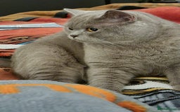 British Shorthair cats for sale: 2 male British Shorthair for Sale - Image 3