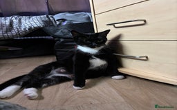 Mixed Breed cats for sale: Ragdoll mixed kittens! - Image 2