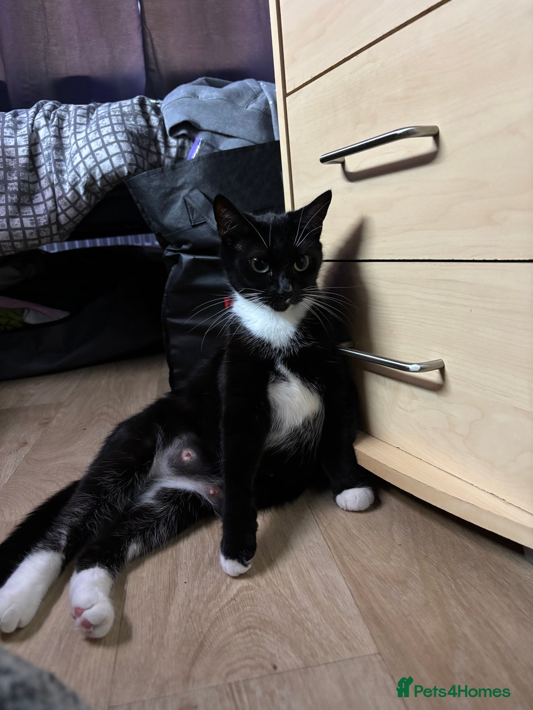 Mixed Breed cats for sale: Ragdoll mixed kittens! - Image 2
