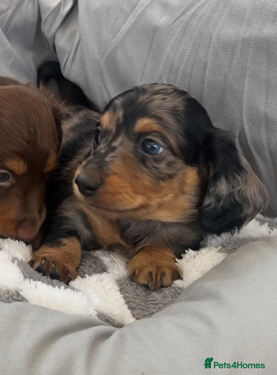 Miniature Dachshund dogs for sale: Long Hair Miniature Dachshunds  in Doncaster - Advert 2