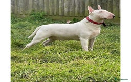 English Bull Terrier dogs for sale: Top Quality English bull terriers! - Image 2