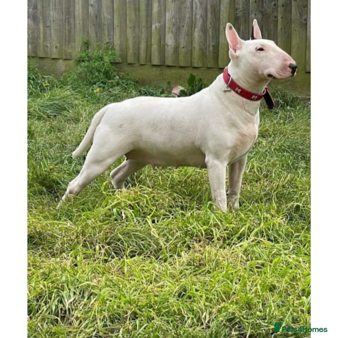 English Bull Terrier dogs for sale: Top Quality English bull terriers! - Image 2