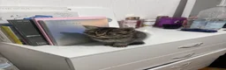 Mixed Breed cats for sale: Female tabby kitten - Advert 2
