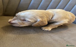 Cockapoo dogs for sale: Cockapoo Puppies - 2 male - 4 female - Image 10