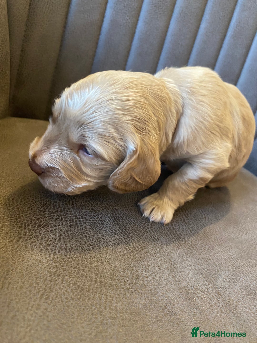 Cockapoo dogs for sale: Cockapoo Puppies - 2 male - 4 female - Image 10