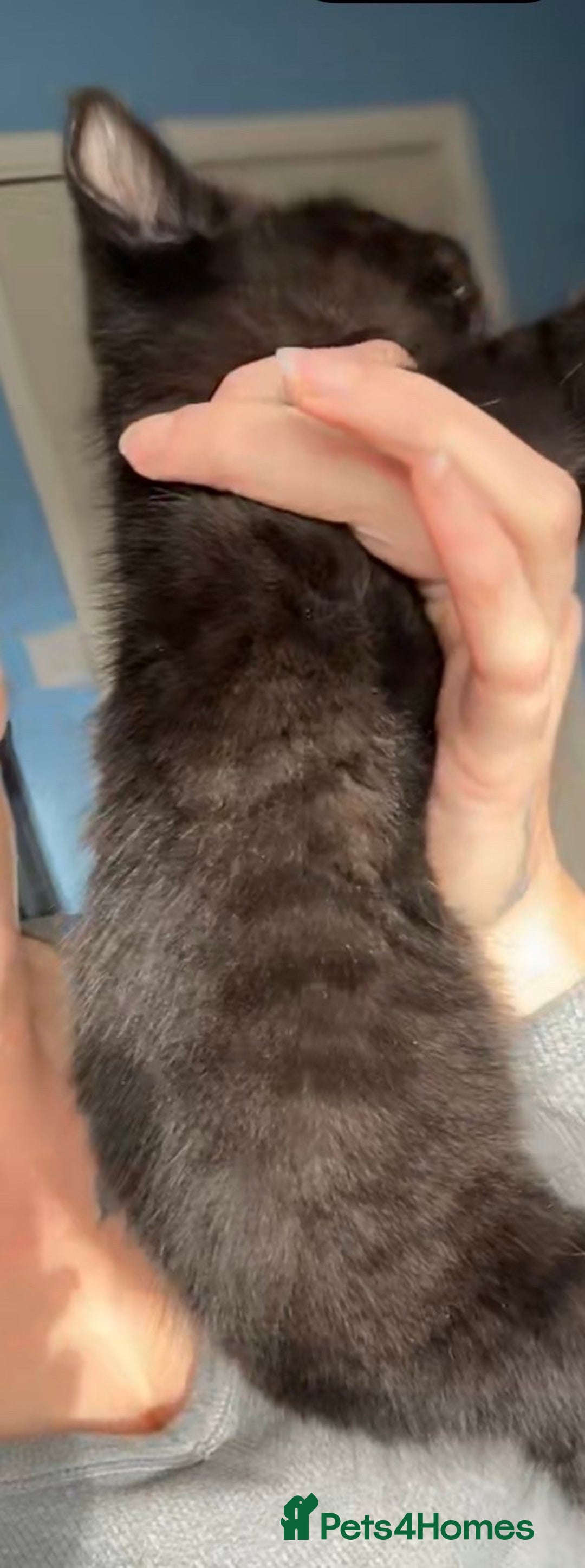 Mixed Breed cats for sale: Beautiful grey and black kitten - Advert 4