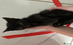 Mixed Breed cats for sale: 2 baby girl kittens for sale  - Image 9