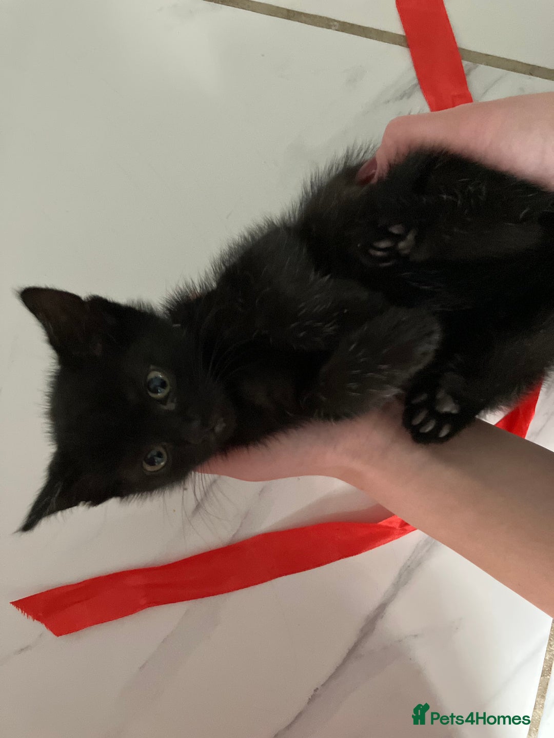 Mixed Breed cats for sale: 2 baby girl kittens for sale  - Image 9