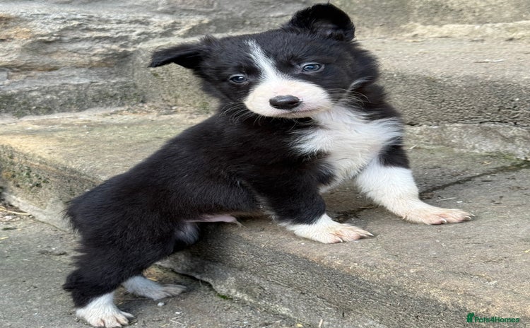 Border Collie dogs - Advert 9