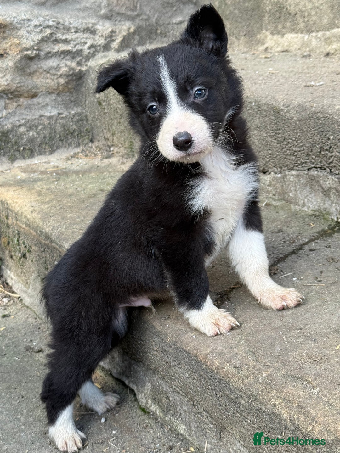 Border Collie dogs for sale: 3 gorgeous border collie puppies  - Image 1