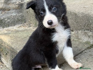 Border Collie dogs - Advert 4