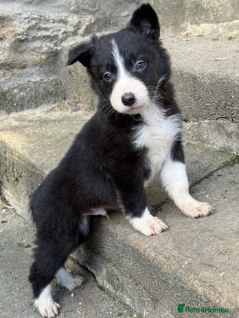 Border Collie dogs - Advert 9