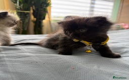 Ragdoll cats for sale: Ragdoll x Persian kittens  - Image 8