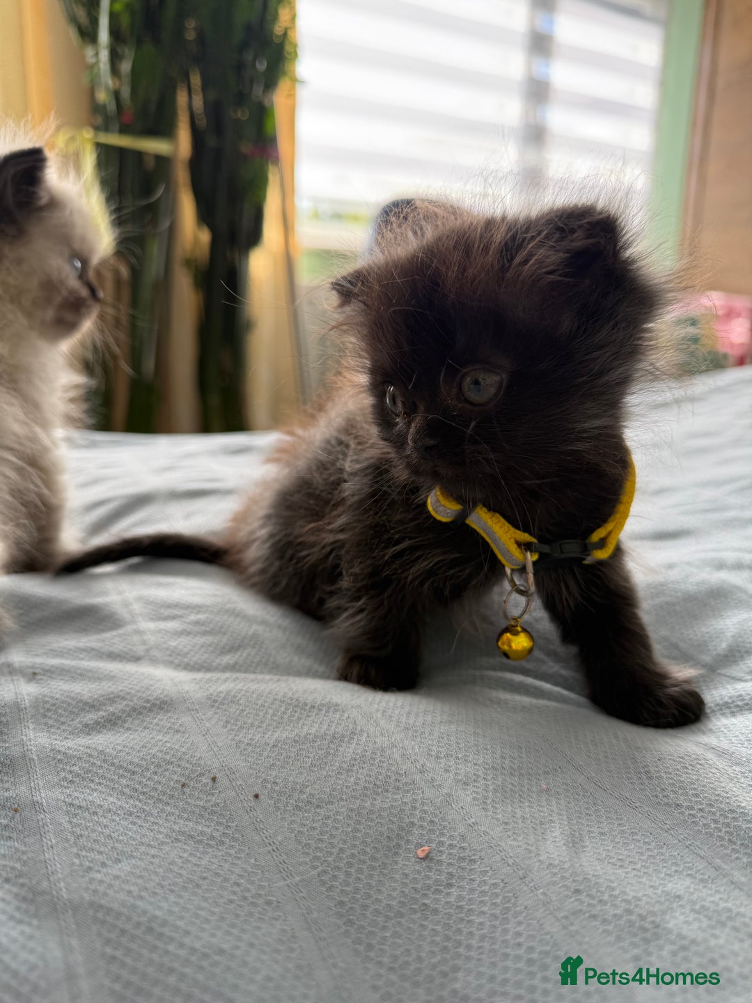 Ragdoll cats for sale: Ragdoll x Persian kittens  - Image 8