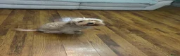 Cavapoo dogs for sale: Cavapoo for rehome in Coventry - Advert 2
