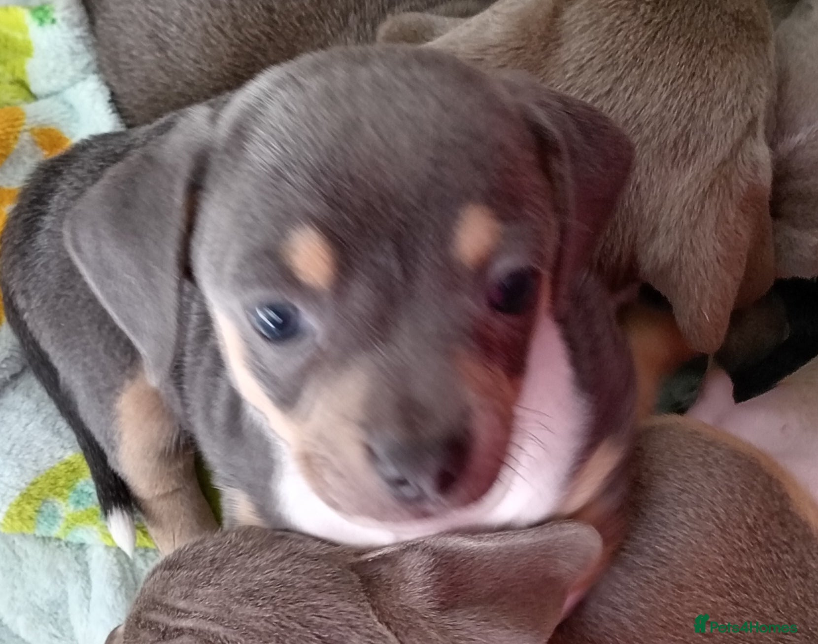 Chiweenie dogs for sale: Beautiful Chiweenie  - Advert 1