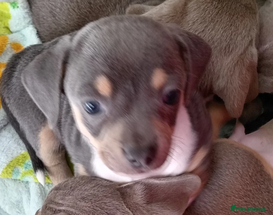 Chiweenie dogs for sale: Beautiful Chiweenie  - Advert 1