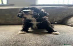 Goldendoodle dogs for sale: Beautiful doodles looking for forever homes - Image 4
