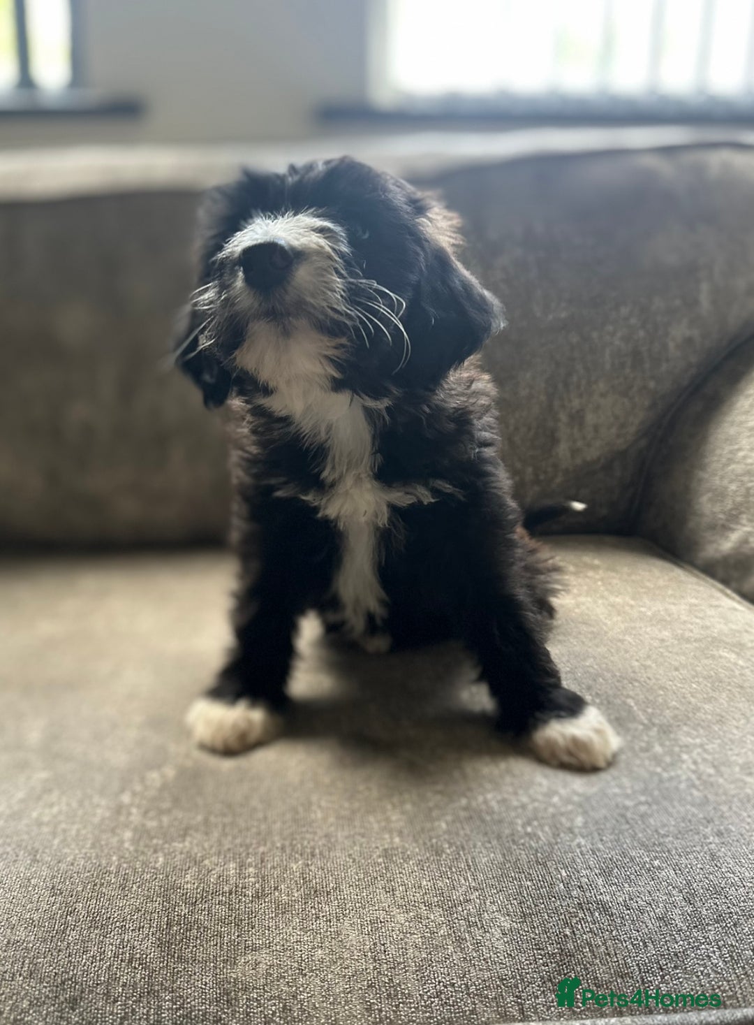 Goldendoodle dogs for sale: Beautiful doodles looking for forever homes - Image 4