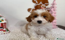 Goldendoodle dogs for sale: Beautiful GoldenDoodle Puppies Ready This Weekend! - Image 3