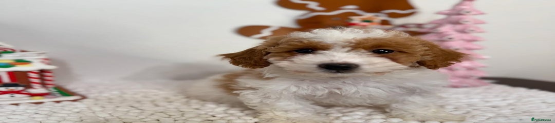 Goldendoodle Puppy 8