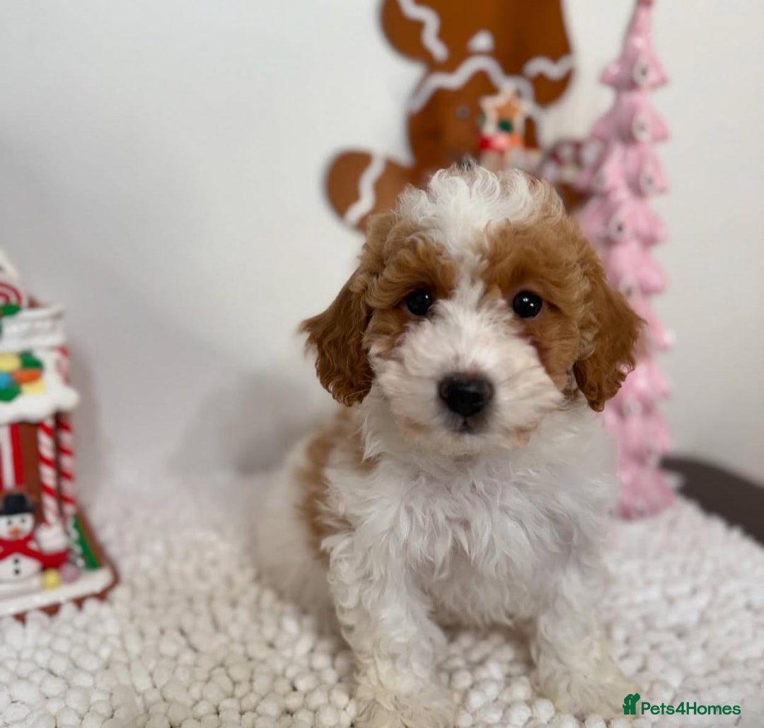 Goldendoodle dogs for sale: Beautiful GoldenDoodle Puppies Ready This Weekend! - Image 3