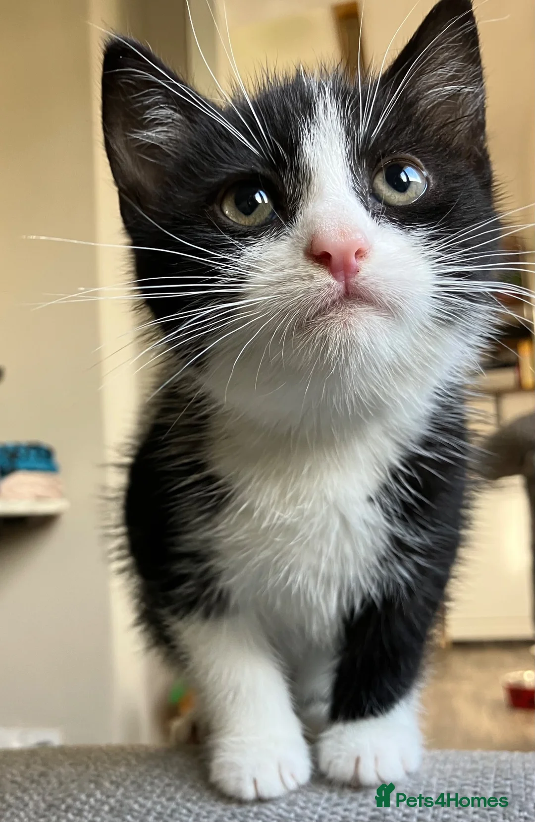 Mixed Breed cats for sale: 4 adorable farm rescues looking for loving homes in Glasgow - Advert 2