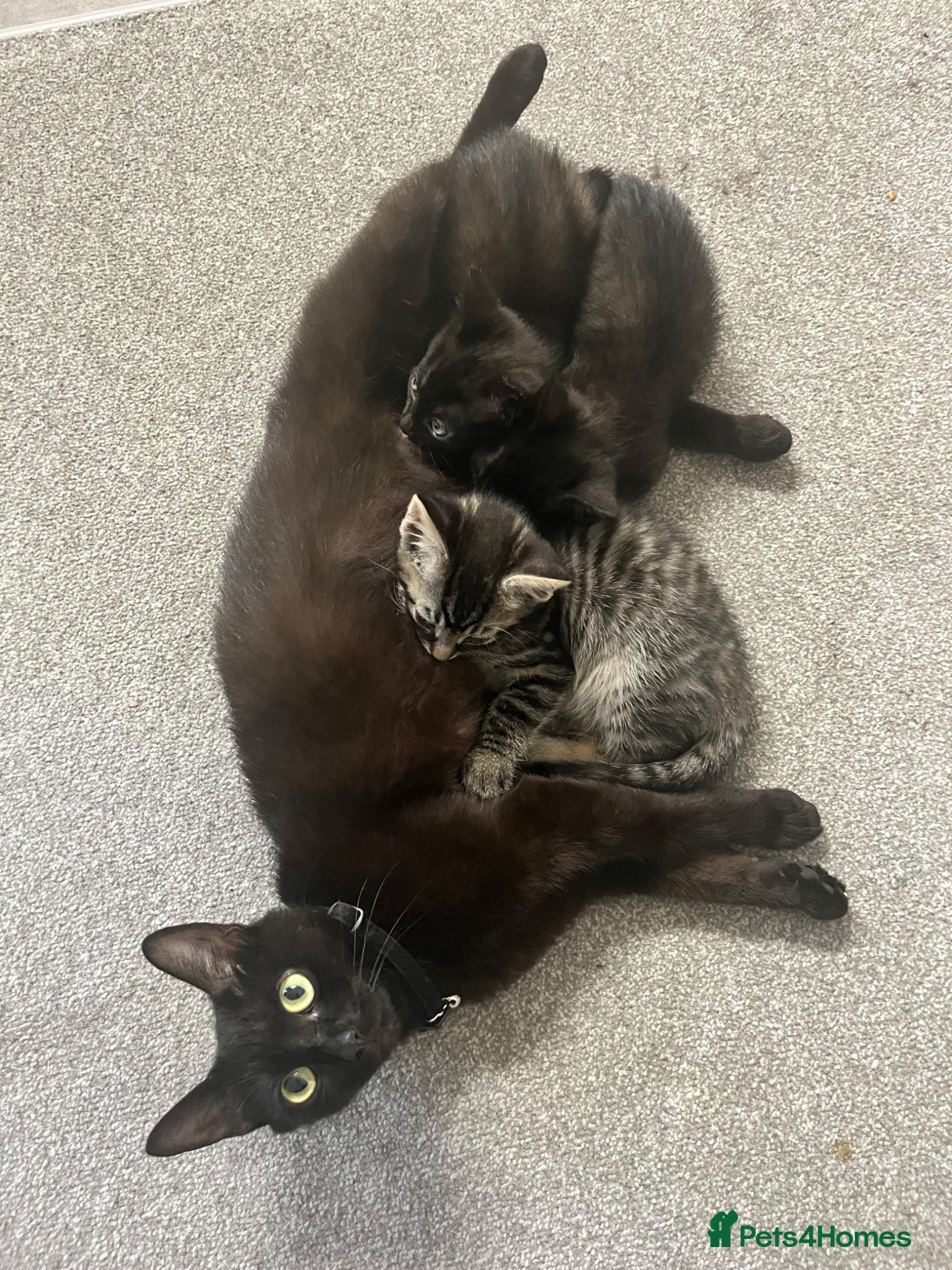 Mixed Breed cats 2 Kittens Left - Advert 9