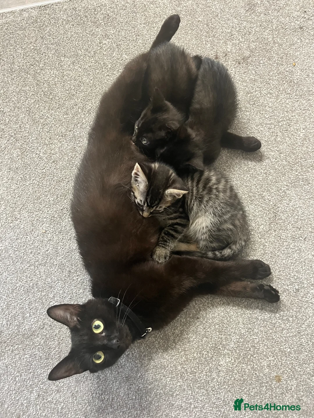 Mixed Breed cats for sale: 2 Kittens Left - Advert 1