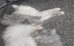 Persian cats for sale: Persians  - Image 13