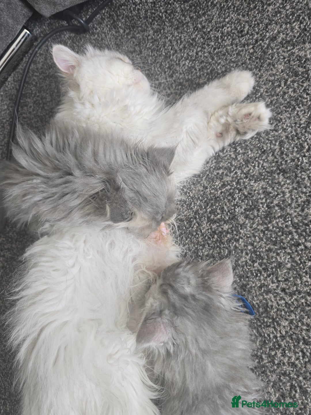 Persian cats for sale: Persians  - Image 13
