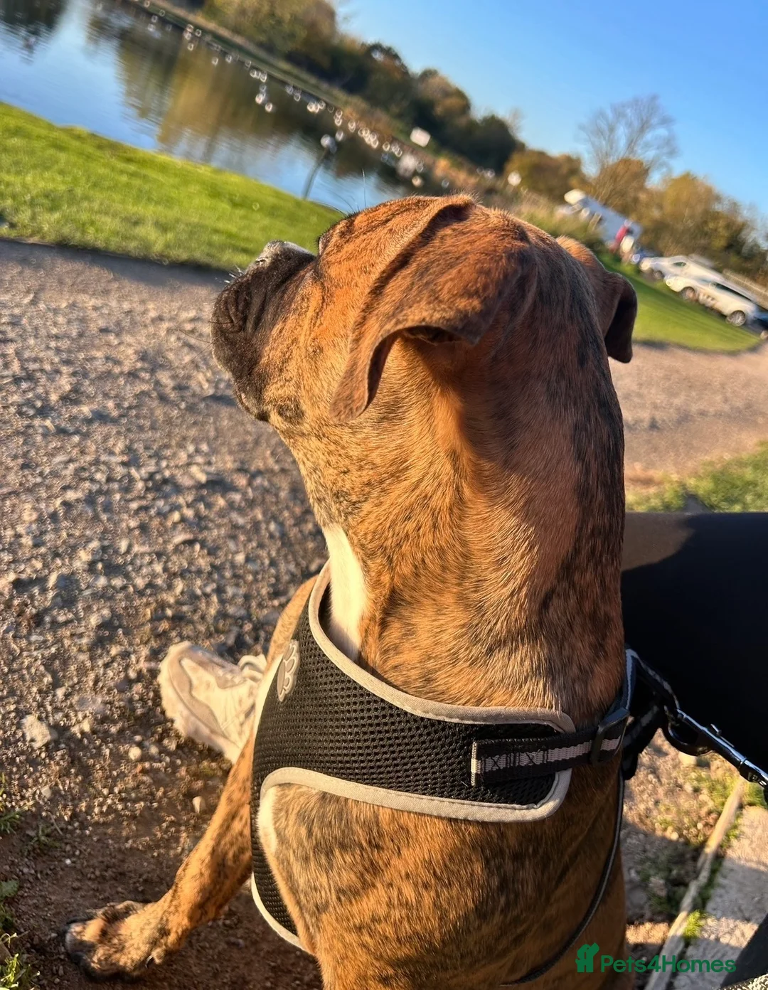 Mixed Breed dogs for sale: Mix breed boy dog 11 months old in Nantwich - Advert 1