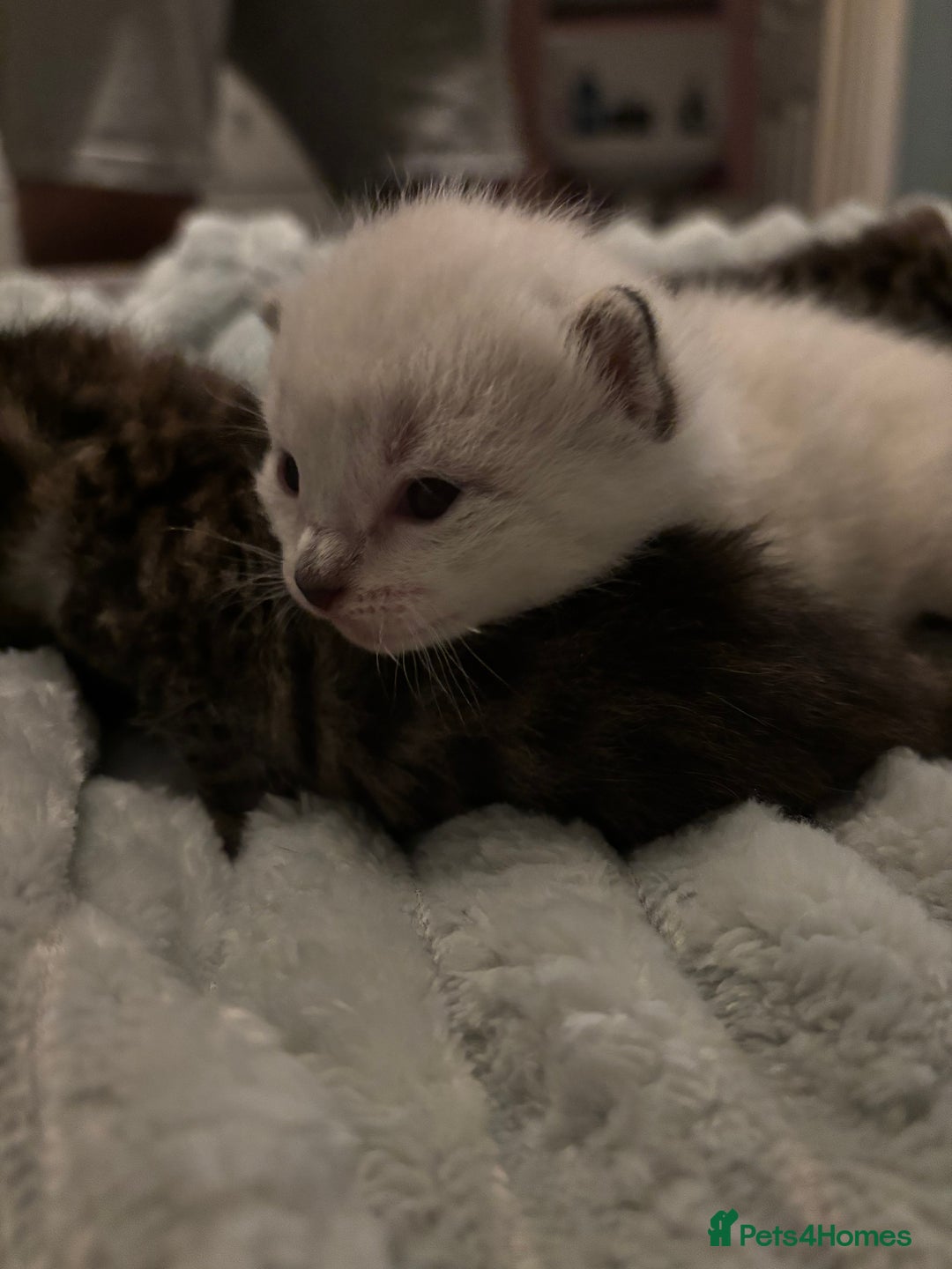 Mixed Breed cats for sale: Half bengals  - Image 13