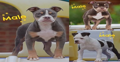 Olde English Bulldogge dogs - Advert 16