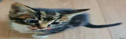 Mixed Breed cats for sale: Kittens in Ipswich - Advert 13