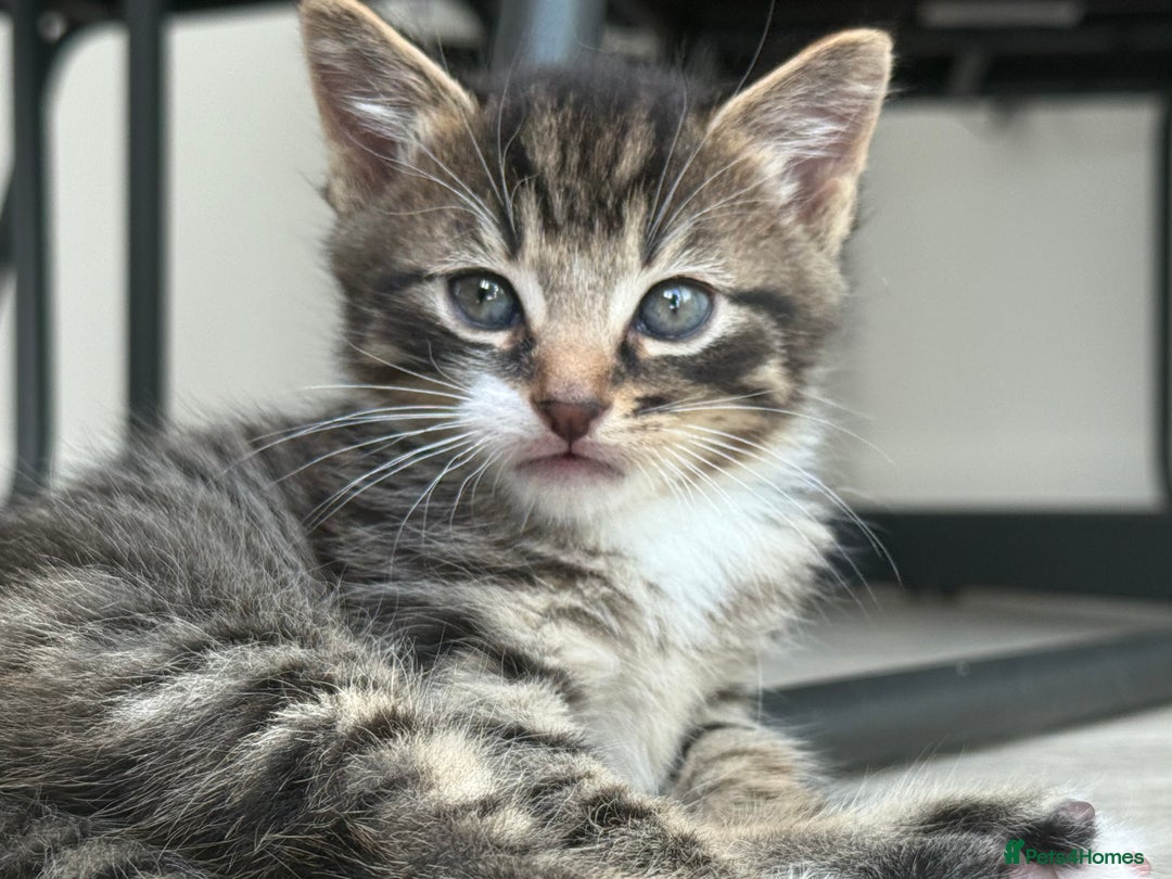 Mixed Breed cats for sale: Two tabby female kittens  - Image 3