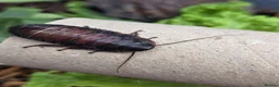 Cockroaches invertebrates for sale: Madagascar Hissing Cockroaches  in Bradford - Advert 5