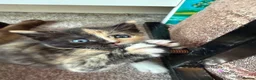 Mixed Breed cats for sale: Calico Beautiful-Mum Siamese Dad Ragdoll Bengal  - Advert 15