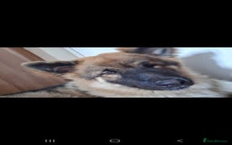 Mixed Breed dogs for sale: ALASKAN SHEPHERD UP FOR REHOMING - Image 3