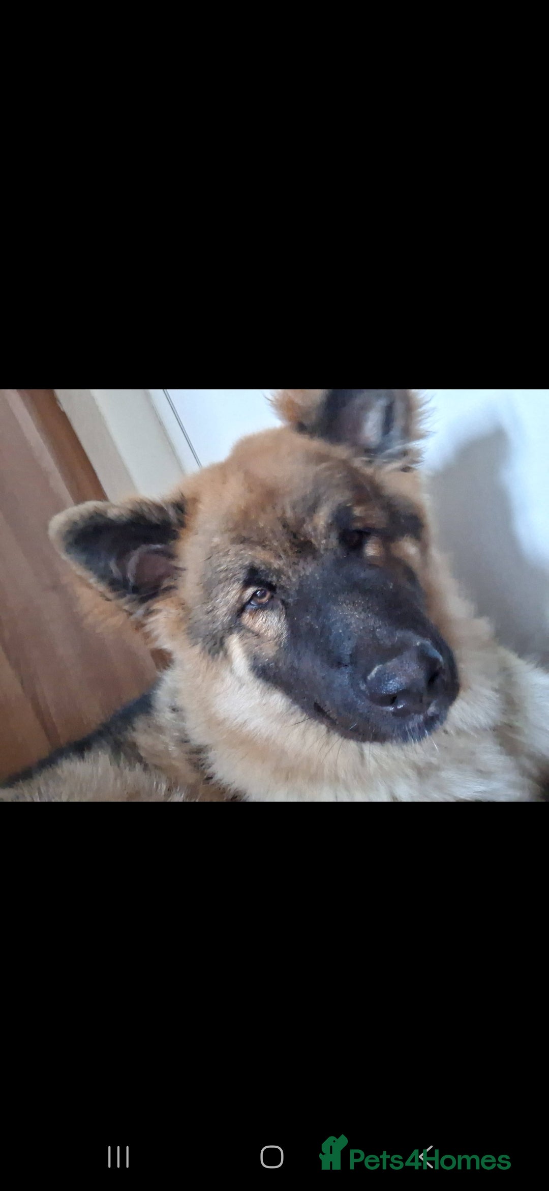 Mixed Breed dogs for sale: ALASKAN SHEPHERD UP FOR REHOMING - Image 3