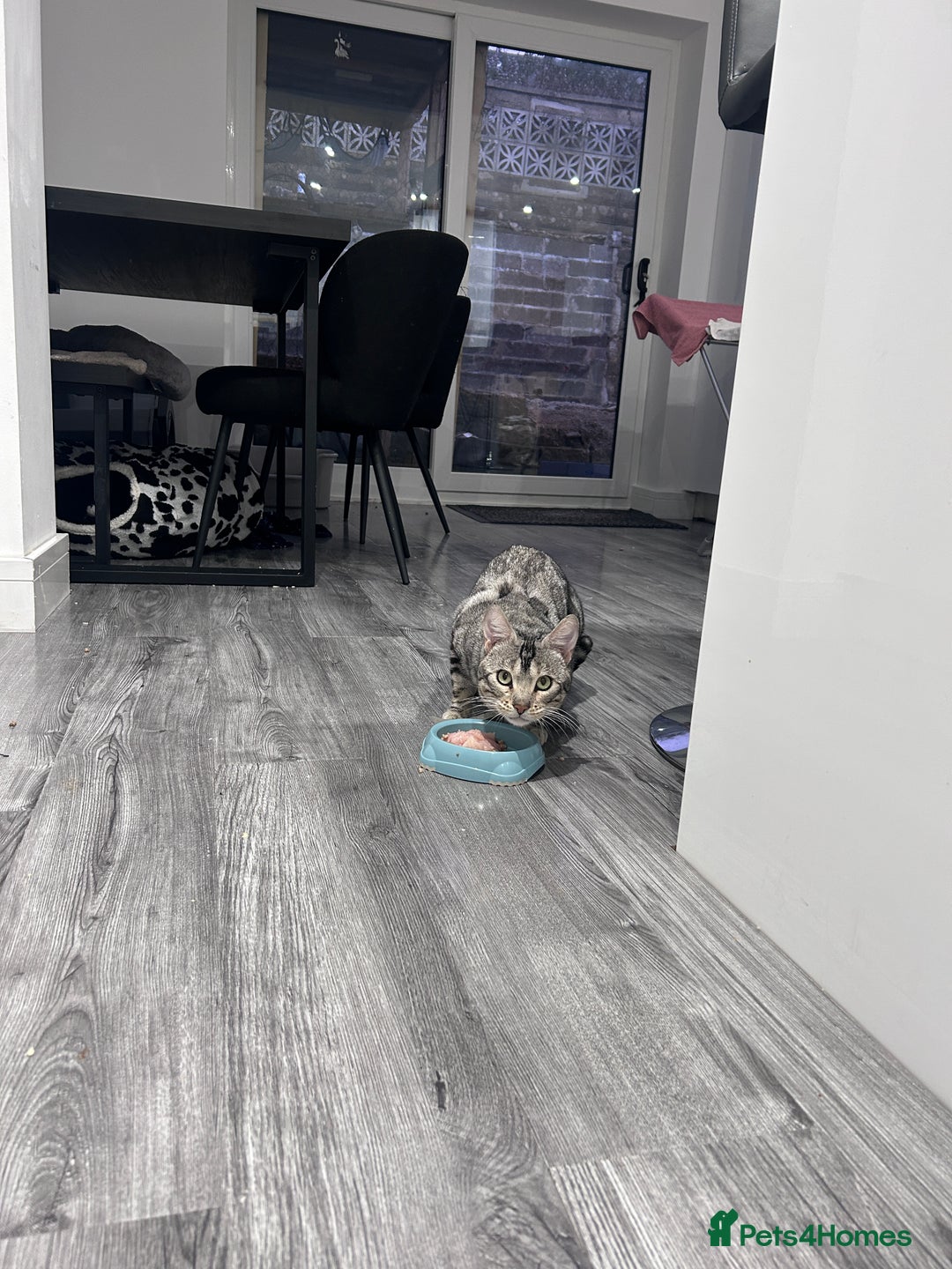 Bengal cats for sale: 🧬LIMITED BENGAL KITTENS DUE JAN🧬 - Advert 11