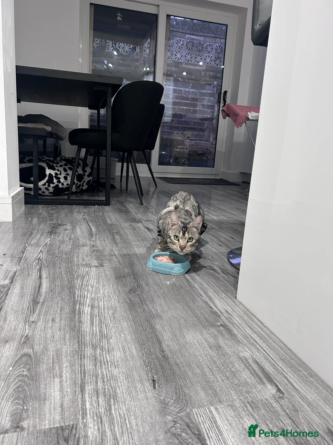 Bengal cats for sale: 🧬LIMITED BENGAL KITTENS🧬 2 females left - Advert 17