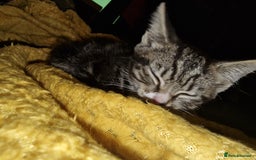 Mixed Breed cats for sale: Kitten for sale. A beautiful girl! - Advert 34