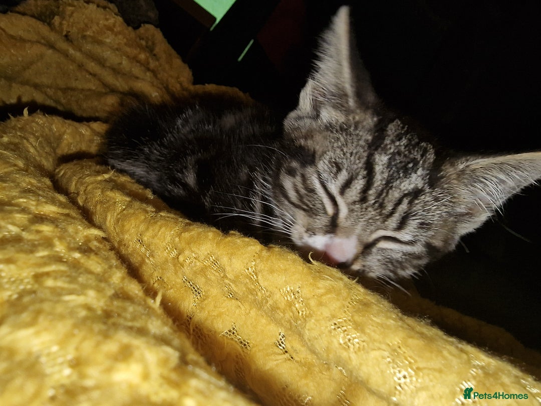 Mixed Breed cats for sale: Kitten for sale. A beautiful girl! - Advert 34