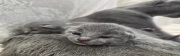 Russian Blue cats for sale: Purebred Russian Blue Kittens - Advert 5