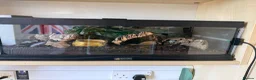 Scorpions invertebrates for sale: Male Asian Forest Scorpion in Woodbridge - Advert 1