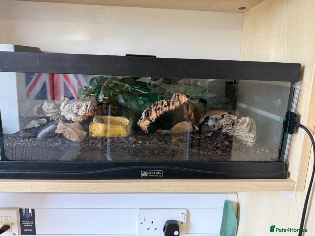 Scorpions invertebrates for sale: Male Asian Forest Scorpion in Woodbridge - Advert 1