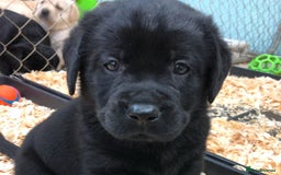 Labrador Retriever dogs for sale: Chunky Working Lab Puppies  - Image 5