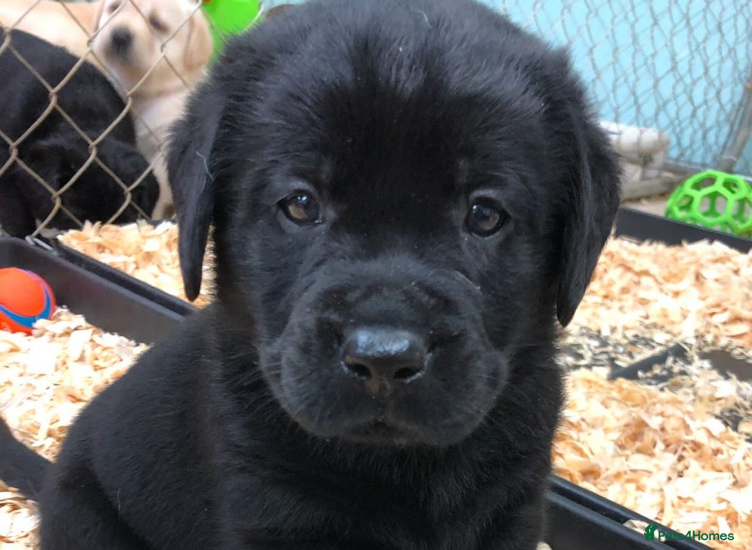 Labrador Retriever dogs for sale: Chunky Working Lab Puppies  - Image 5